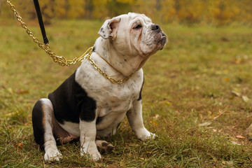 graceful English Bulldog in the collar sitting in the autumn park