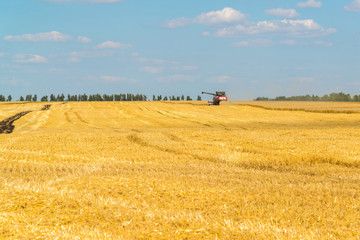 Fototapeta na wymiar Agriculture in Russia. The growing grain