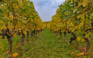 Fototapeta premium Multicolor vineyard at autumn 10
