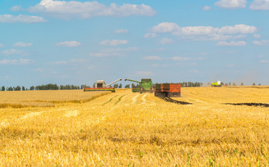 Obraz premium Agriculture in Russia. The growing grain