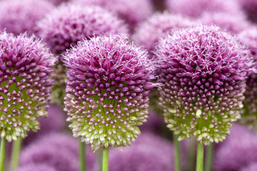 allium sphaerocephalon