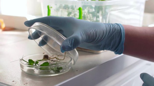 Biological Laboratory Work With Plants For Agriculture
