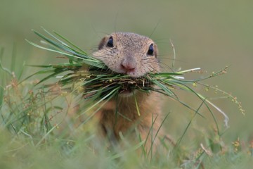 European ground squirrel with grass in his mouth. Squirrel sitting in the grass. Spermophilus citellus. Beautiful wildlife scene from nature.
