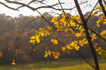 nature turned autumn, season of fall, beauty colorful leaf