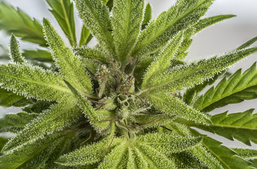 cannabis marihuana macro resin