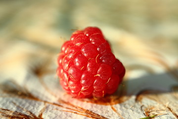 One red ripe raspberry fruit on the table