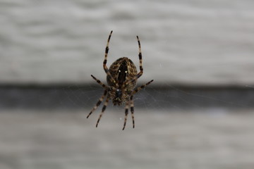 Spinne