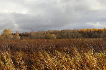 Fototapeta premium Forest with dry trees, grass and marshland
