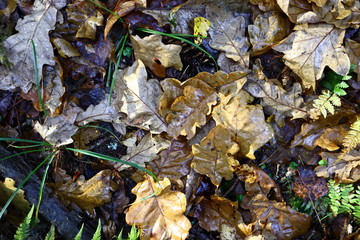 Autumn leaves in the forest. The view from the top