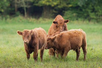 Three young cattle on the meadow