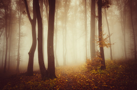 Fototapeta autumn landscape, trees in misty woods