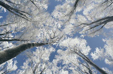 frozen trees against the blue sky in forest