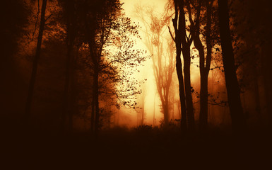 autumn sunset in dark woods
