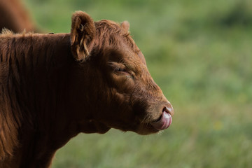 Head of a brown cow