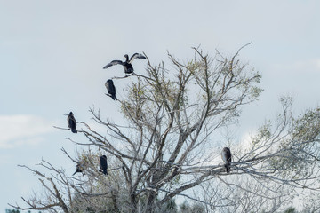 Many Kormorans sit on the tree