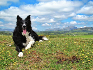 Happy Border Collie