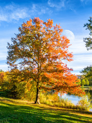 Baum mit roten Blättern im Herbst