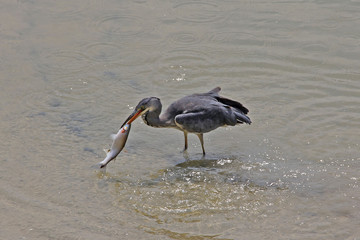 grey heron caught a fish and eats it - 177813430