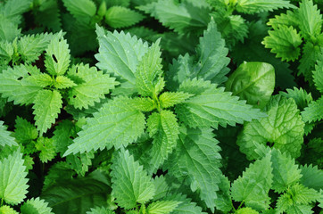 group of nettles in the ground