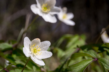 White flowers