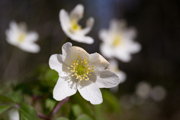 White flowers