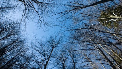 Tree crown. Slovakia