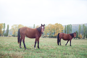 Obraz premium Brown horses