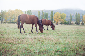 Brown horses