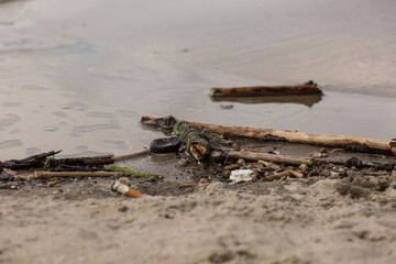 Meer trift auf Sandstrand
