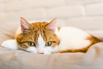 Fototapeta na wymiar Ginger and white cat with hypnotizing green eyes, curled on gray pillow, looking straight into lenses