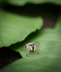 jumping spider