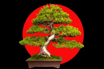 Foto op Plexiglas Traditionele Japanse bonsai miniatuurboom in een keramische pot op een zwarte en rode achtergrond. © Irina Demenkova