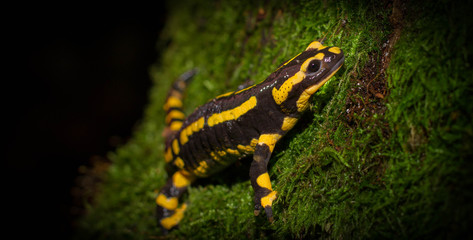 fire salamander