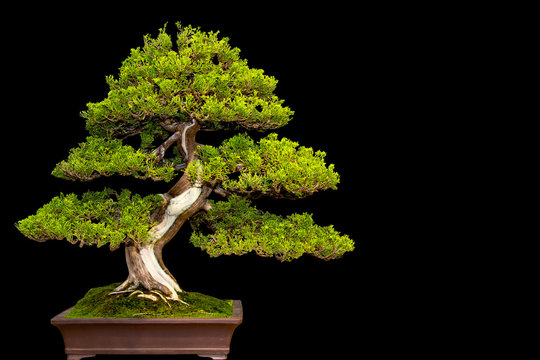 Traditional japanese bonsai miniature tree in a ceramic pot isolated on a black background.