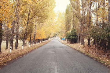 Fototapeta premium Road in autumn