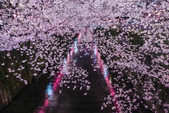 Japanese cherry blossoms at night over Meguro River