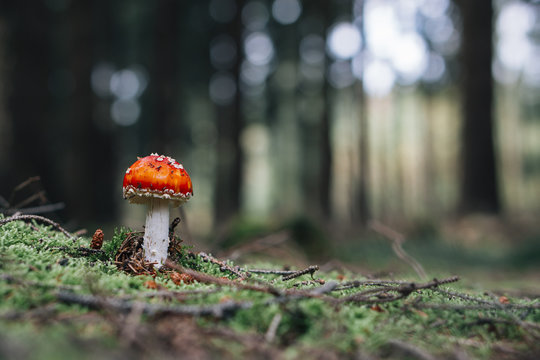 Nature: fly agaric in the forrest