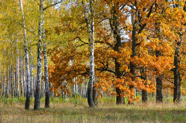 Naklejki  Złota jesień w lesie liściastym, naturalny krajobraz