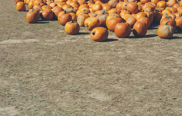 Pumpkin Farm