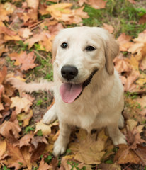 Closeup portrait of white retriever dog in autumn background. Dog on autumn leaves