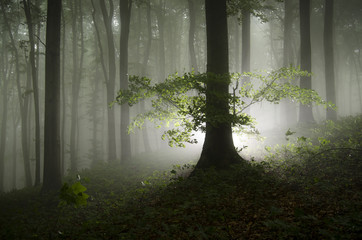 Light coming from a strange tree in a dark enchanted forest with fog