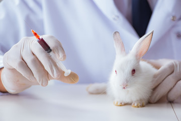 Vet doctor examining rabbit in pet hospital