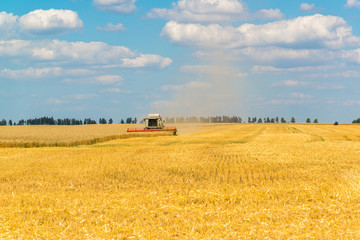 Fototapeta premium Agricultural machinery removes grain crops on field in Russia