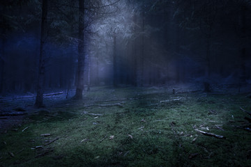 Naklejka premium Dark forest and green den with mist and moonlight