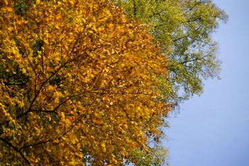 Autumn colorful leaves. Slovakia