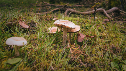Pilze im Herbst in einem Wald