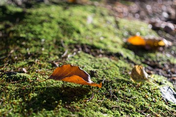 Dry leaves on moss in autumn. Slovakia