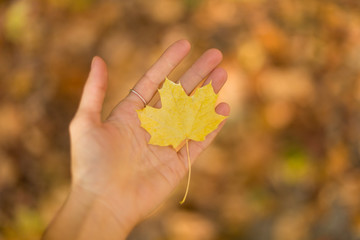 Autumn mood. Little maple leaf on a hand