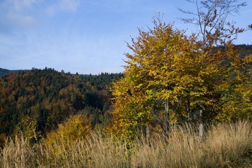 Colorful autumn leaves on the trees in nature. Slovakia