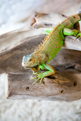 Green Iguana (Iguana iguana) on Beach